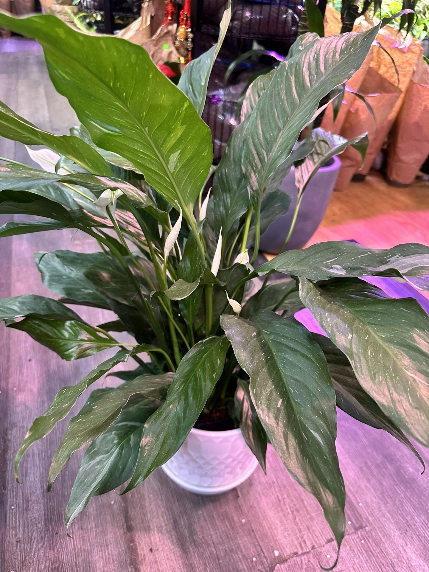 Big Variegated Peace Lily Spathiphyllum Plant In 8” Ceramic Pot Lan Như Ý