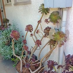 X-Large & Huge Succulents 