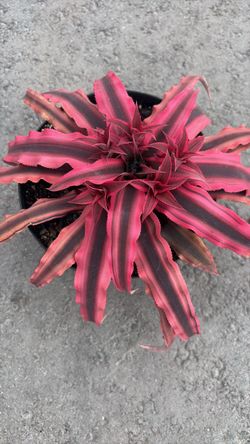 Vibrant Pink & Burgundy Succulent — 6” Pot | $15