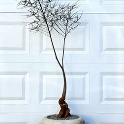 Brachychiton Rupestris/ Bottle Tree (Planter Included)