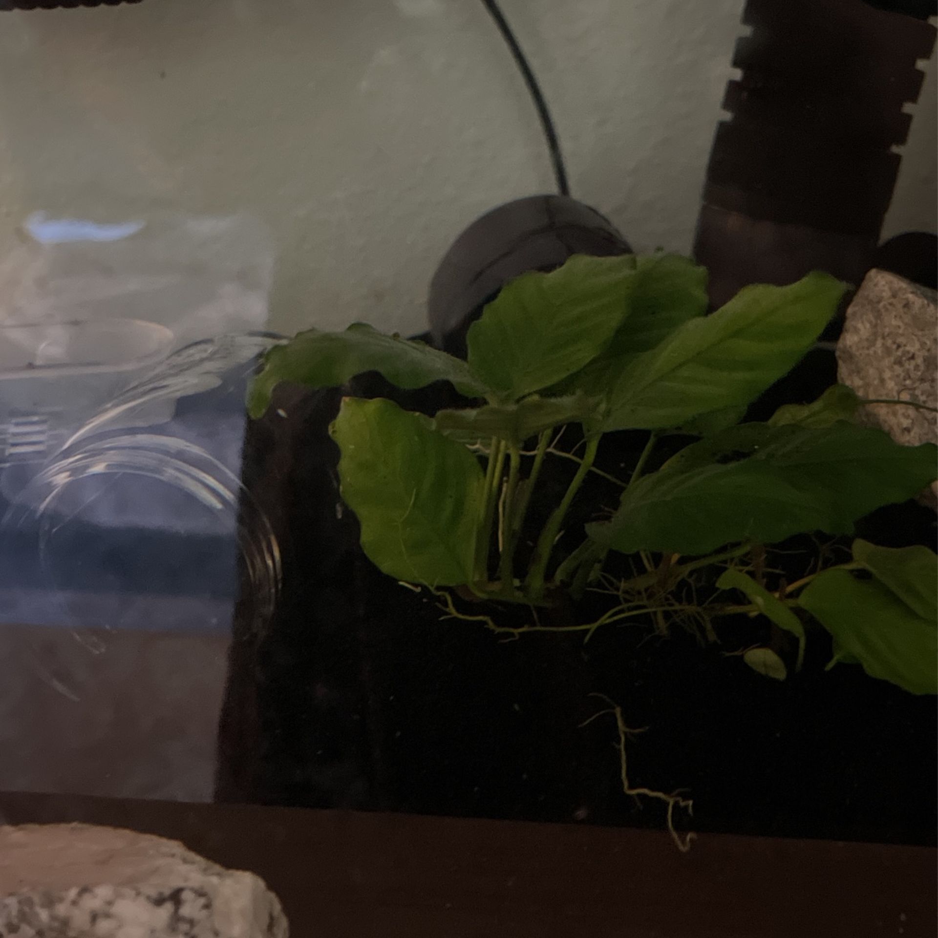 Axolotl For Sale
