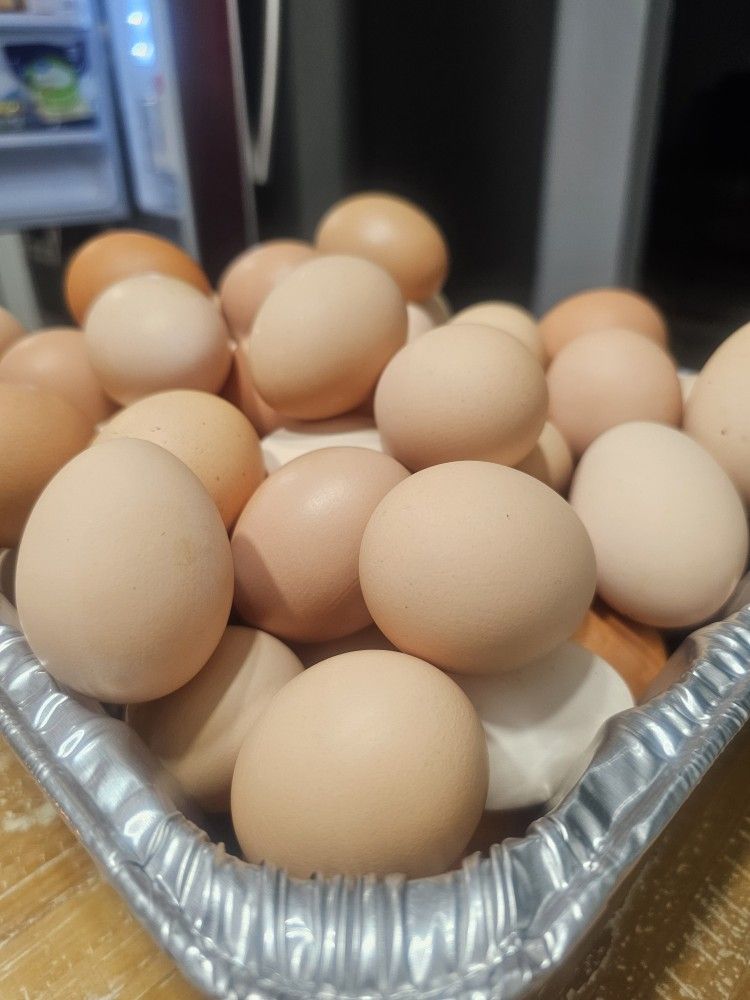 Organic EGGS 12 X $6 or 18 X $10