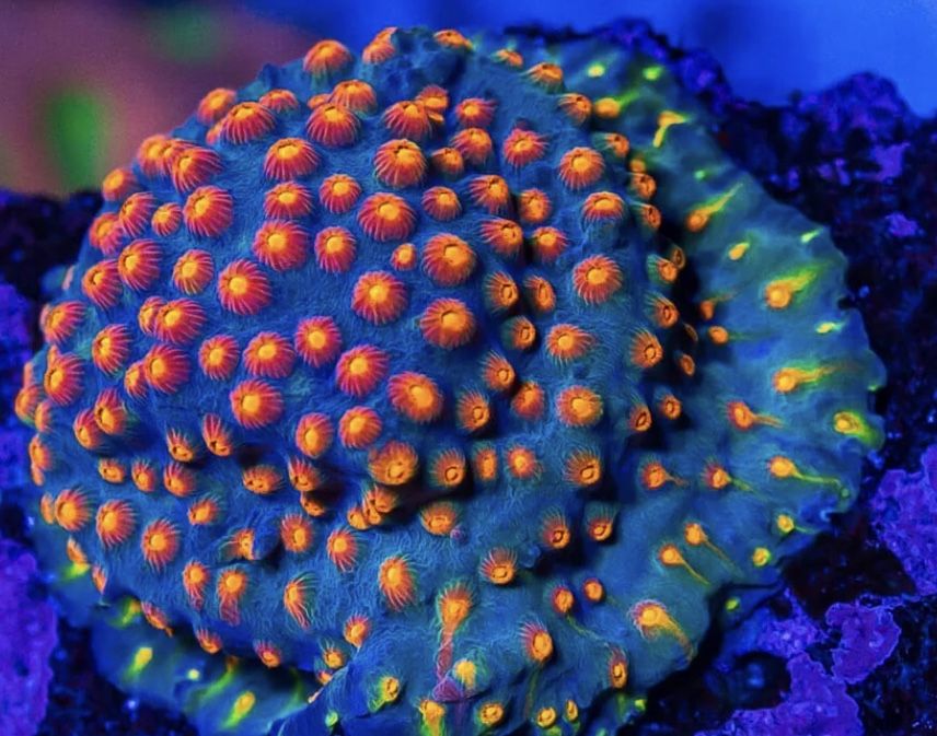 aquacultured corals for Sale in Las Vegas, NV OfferUp