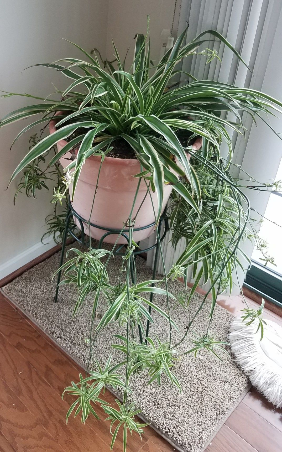 Beautiful spider plant