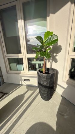 Free plant