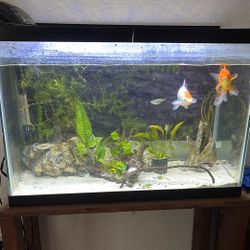 Full 20 Gallon Fish Tank Setup For Sale With Accessories 