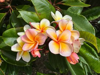 Plumeria branches 3 doors each.