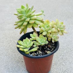 Succulents plants 🪴 