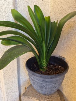 Clivias miniata