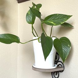 Golden Pothos House Plant In Cute Textured Ceramic Pot 5.5"H.