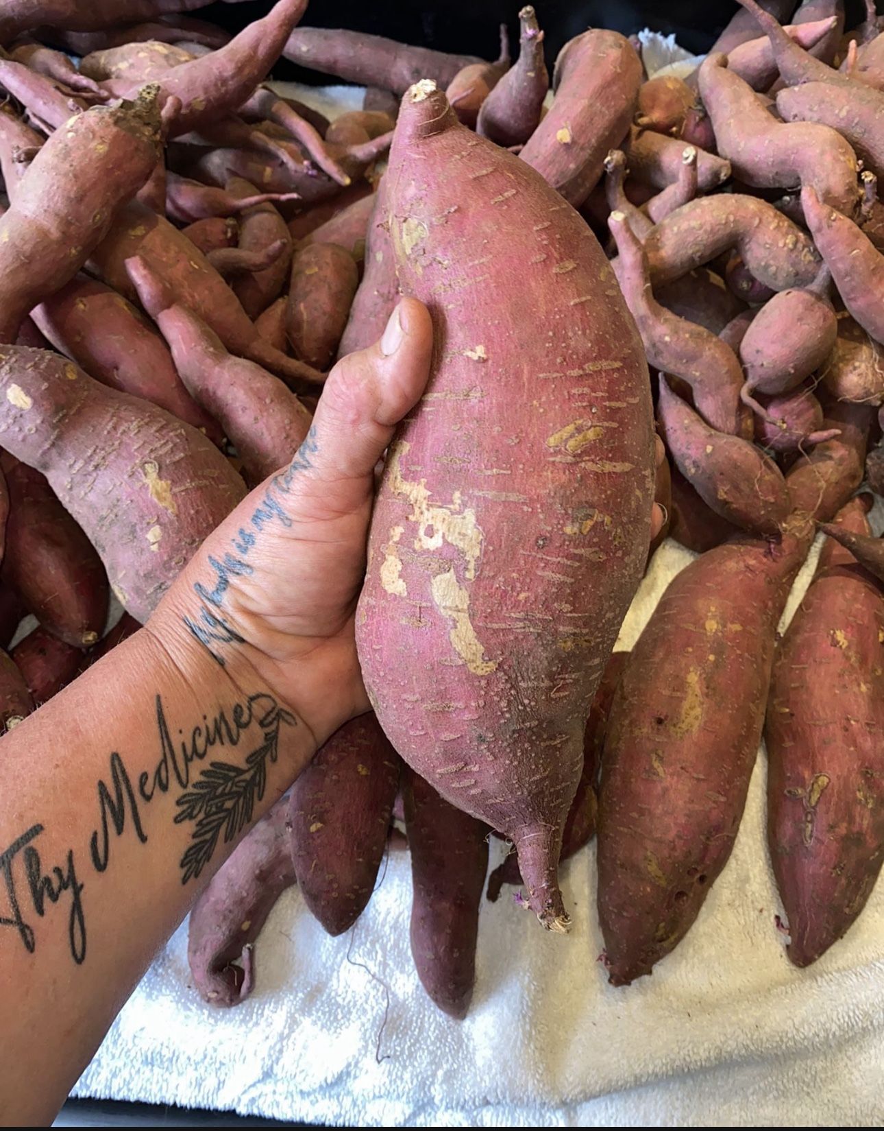 SWEET POTATOES ORGANIC BIG BEAUTIFUL 4 MONTH OLD PLANTS ORGANIC SWEET POTATO (YES YOU CAN GROW THESE)