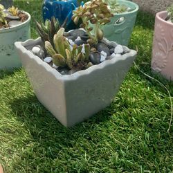 *****Sabrina's Succulents****  *****Beautiful Succulents****Any Occasions