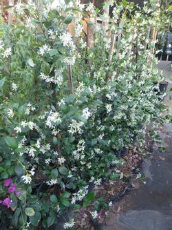 Star Jasmine 5gln 3ft