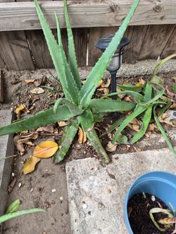 Aloe Vera