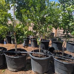 $275 Each Arizona Grown Citrus Trees