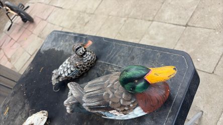 Wood duck