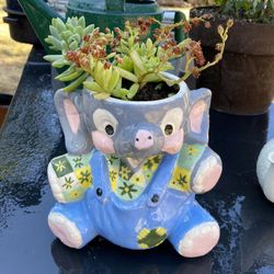 Succulent plant 🪴 In Ceramic Elephant 🐘 8 Inches Tall 