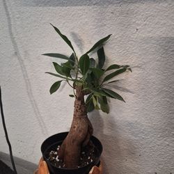 Ficus retusa ginsing