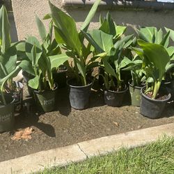 Canna Lily  1 gallon plant