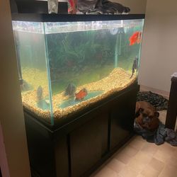 Fish Tank With All The Accessories