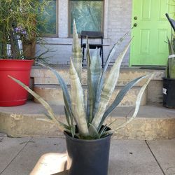 Agave Cactus Plant