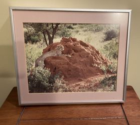 Frame picture of a lion resting. Kenya 10x 12 frame