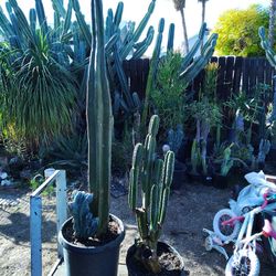 Different Cactus Plants