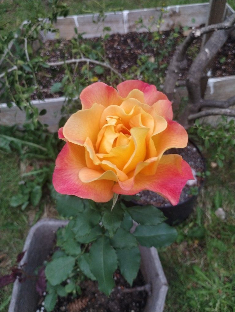 Upright Rose for Sale in Bothell, WA OfferUp