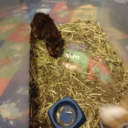 Guinea Pig And A Hamster