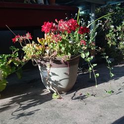 Plants