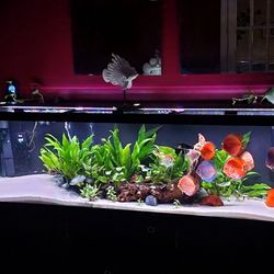 125 Gallon Aqueon Fish Tank
