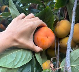 Seasonal Homegrown-Organic Pesticide-Free Fresh Pick Persimmons $5/5 pcs, $7/10pcs, $10/15pcs