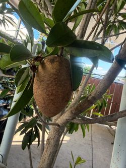 Alano sapodilla tree