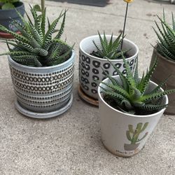 Succulents