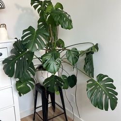 Monstera