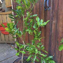 Kaffir lime Tree