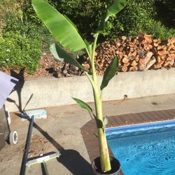 $20 banana plant variety is manzana/apple good fruot tree