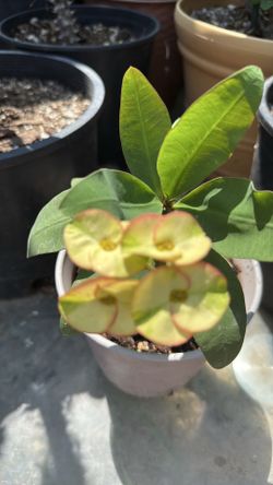 Planta viva