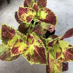 Colorful Coleus House Plant