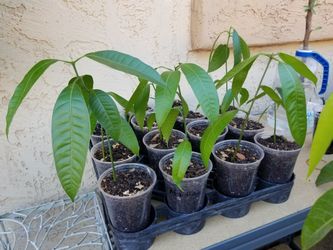 Mango Seedlings