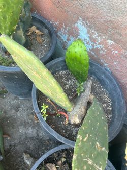 Nopal comestible