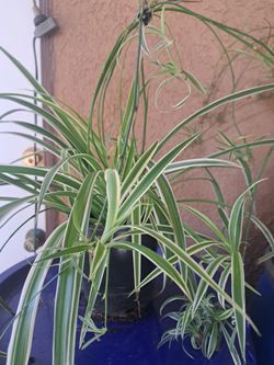 spider Plant