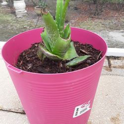 Beg Aloe Plant With Beautiful Pot In Weeki Wachee Spring Hill