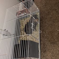 Guinea Pig With Everything Needed