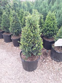 Cone compact holly