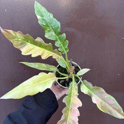 4” ring of fire philodendron