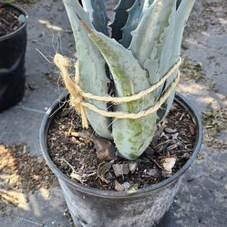 Blue Agave 3 gallon pot