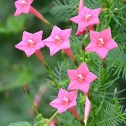 Pink Cardinal vine seeds or plants