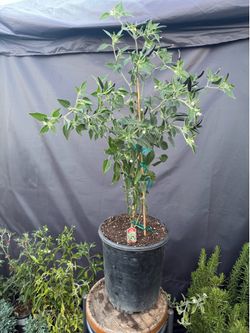 Black cobra chile plant