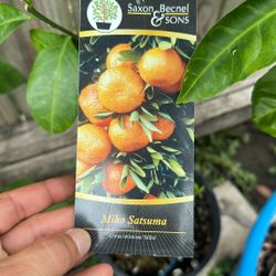 Plant Sale